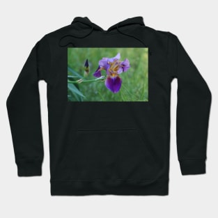 Purple Iris Bright and Colorful Hoodie